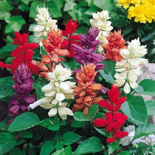 100 PALISADES MIXED COLORS SALVIA Viridis Horminum Sage Flower Seeds *Flat S/H
