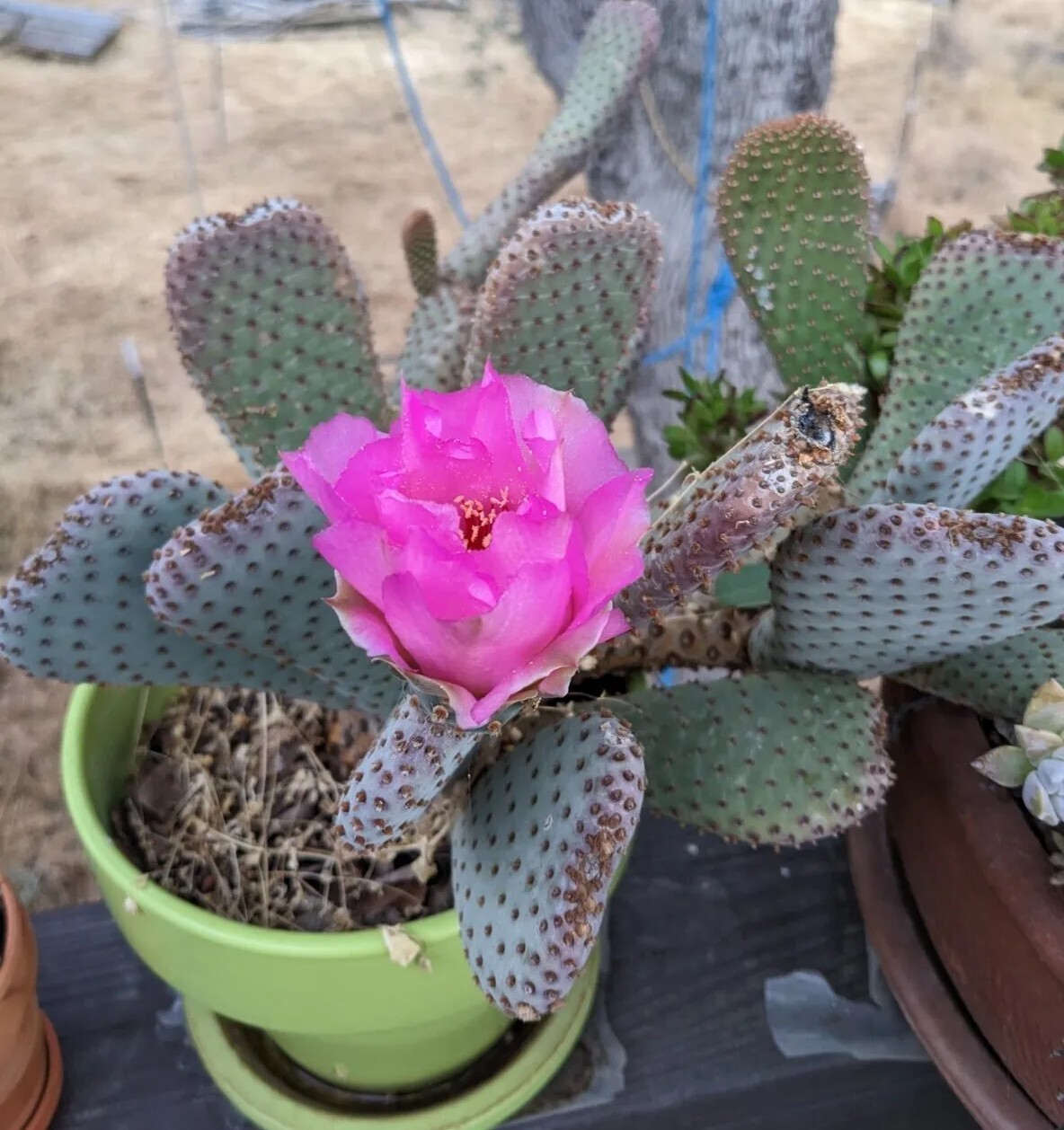 Beavertail Cactus (Opuntia Basilaris) Fresh Cutting 4-6 inches