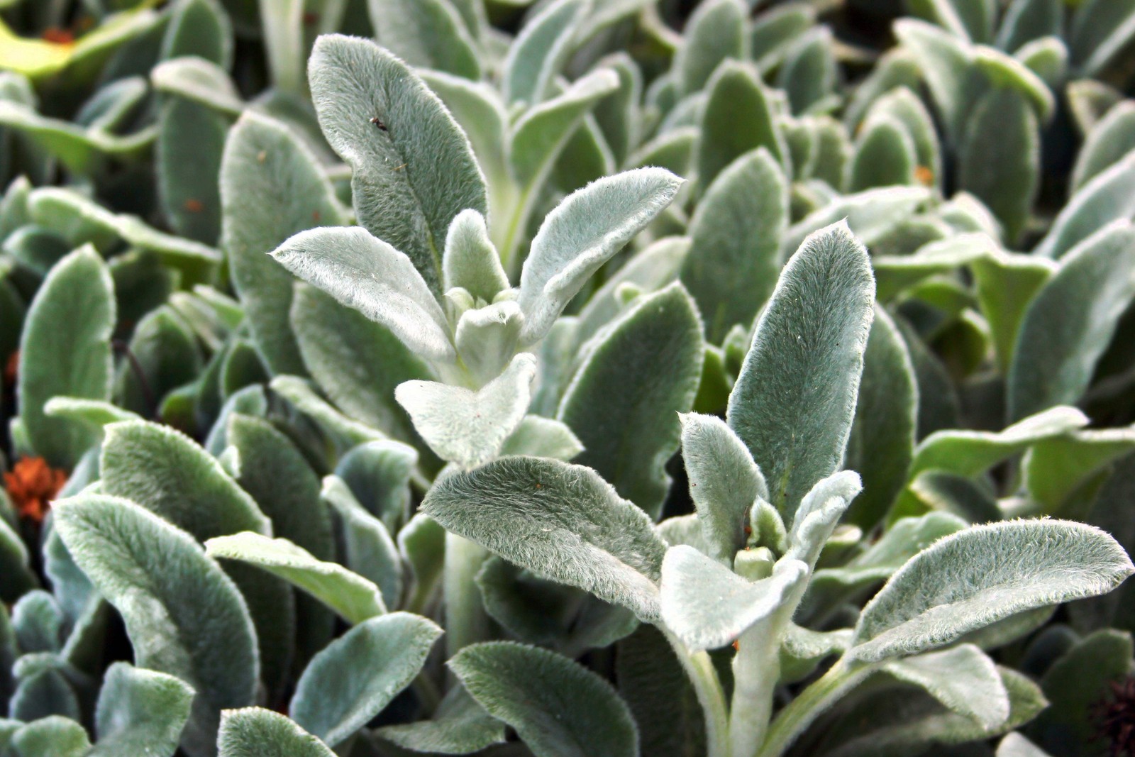 100 Wolly LAMBS EAR Stachys Byzantina Silvery Fuzzy Leaves Purple Flower Seeds