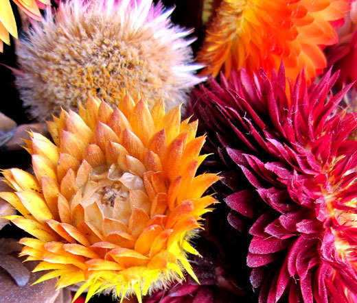 STRAWFLOWER MIXED COLORS Helichrysum Monstrosum – 1,000 Bulk Seeds
