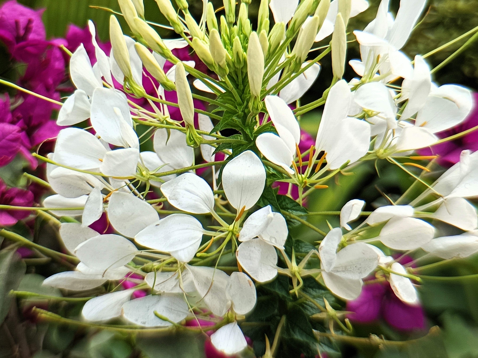 200 WHITE QUEEN CLEOME Hassleriana Cleome Spinosa Spider Flower Seeds