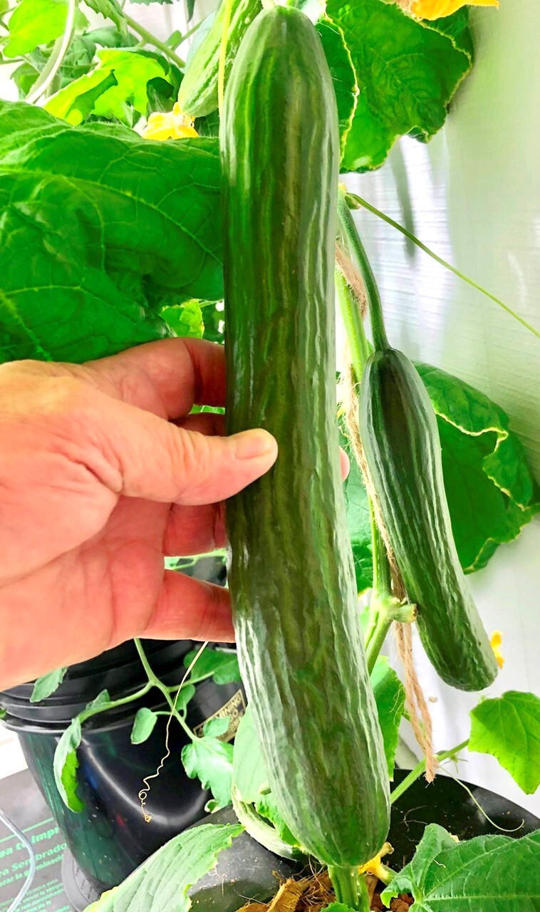 English Telegraph Burpless Cucumber Seeds | Heirloom Crisp Cucumbers Seed 2025