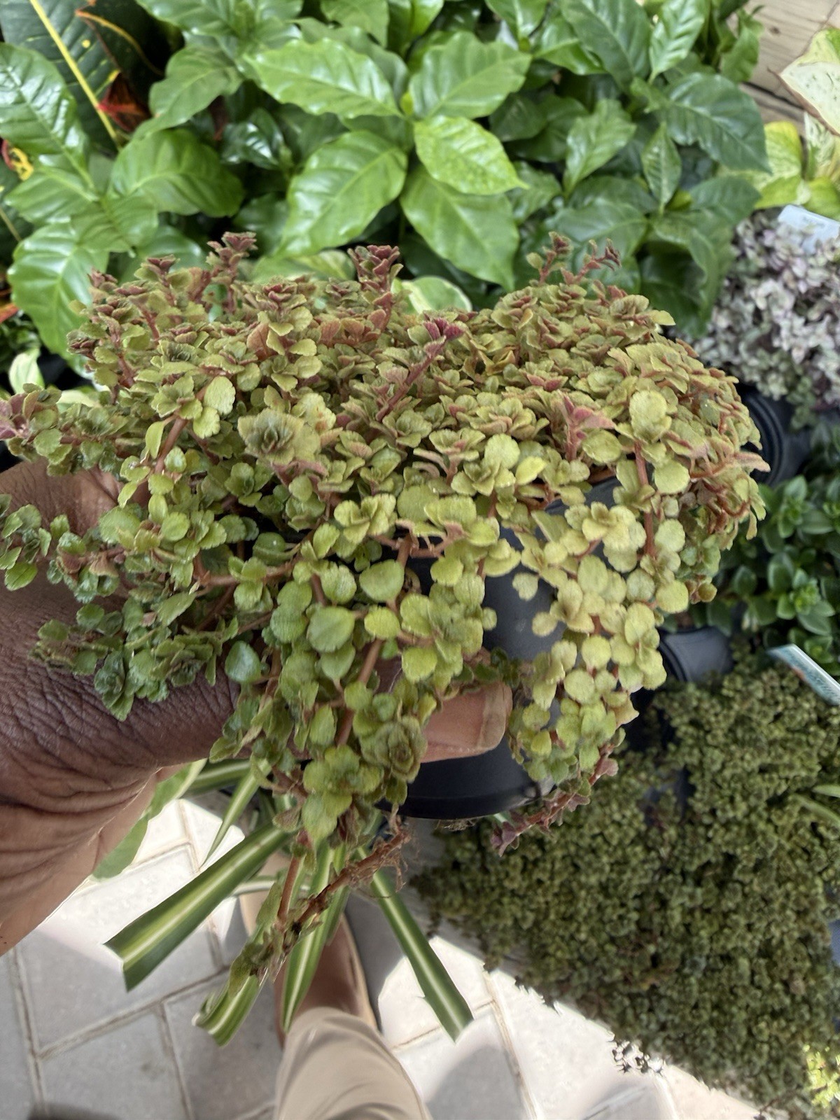 Pilea Depress Rare Plants