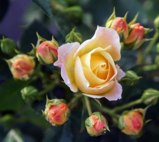 Popcorn Drift® Groundcover Rose – Live Plant ( 1 QT )