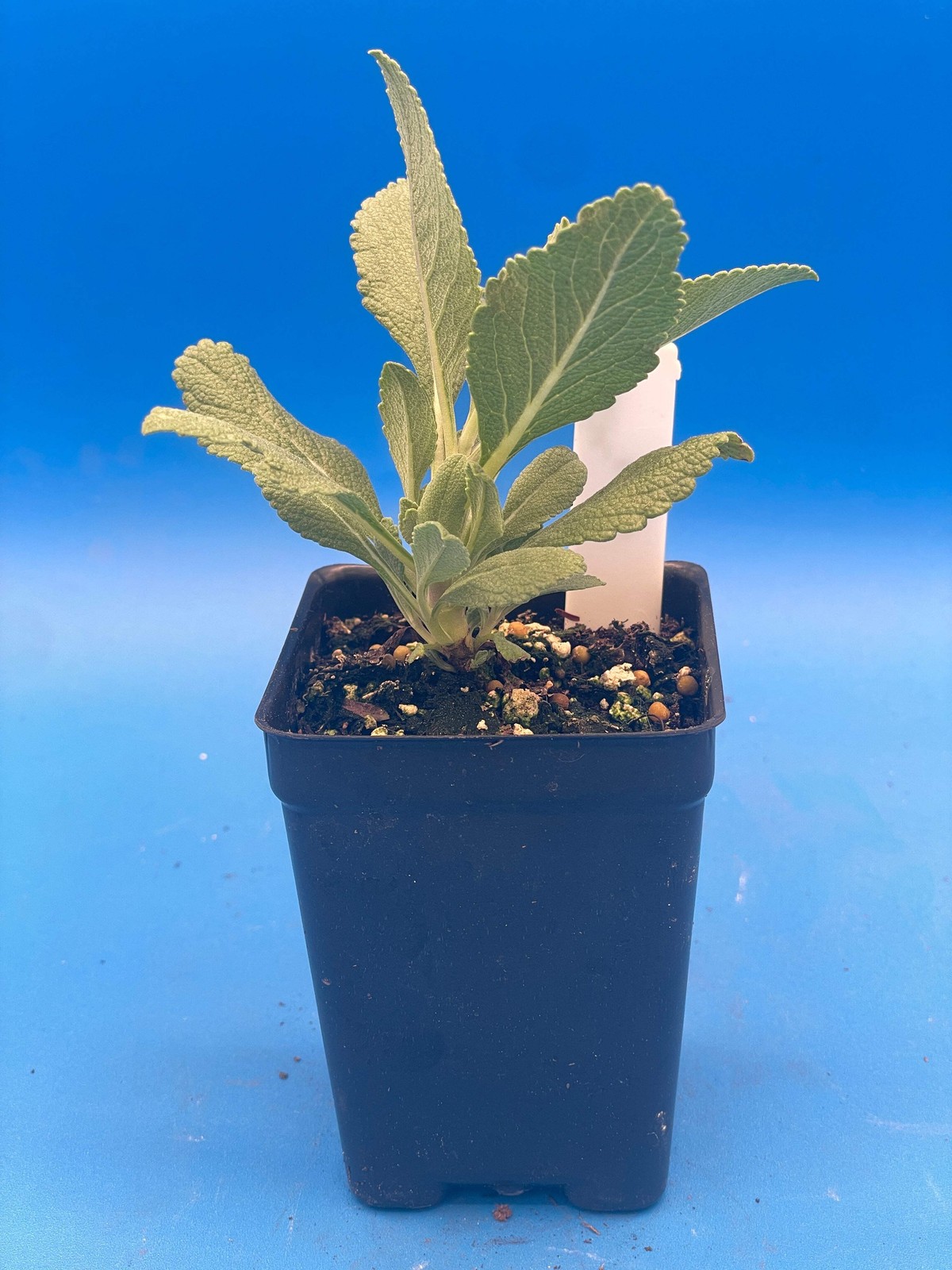 Sage, White – Salvia Apiana – 3″ Starter Pot – Roll Your Own Smudge Sticks!