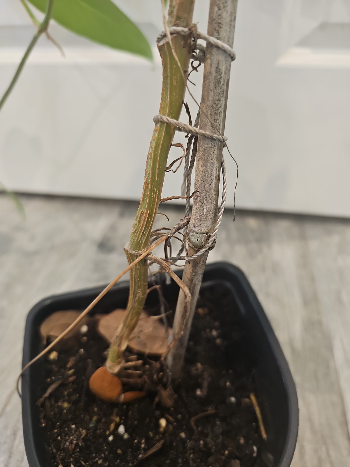 Mature Cebu Blue Pothos Epipremnum Pinnatum Rooted Top Cutting Fenestrated
