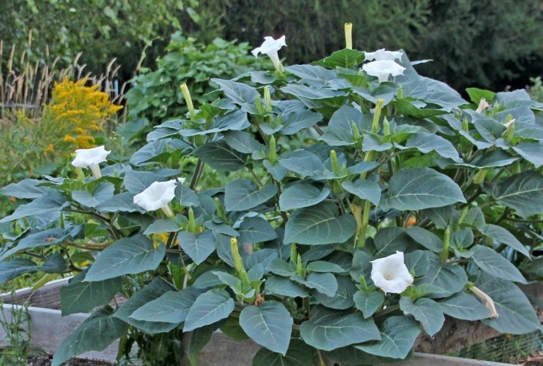 Moonflower – White Datura 200 organic Seeds Harvested October 2025