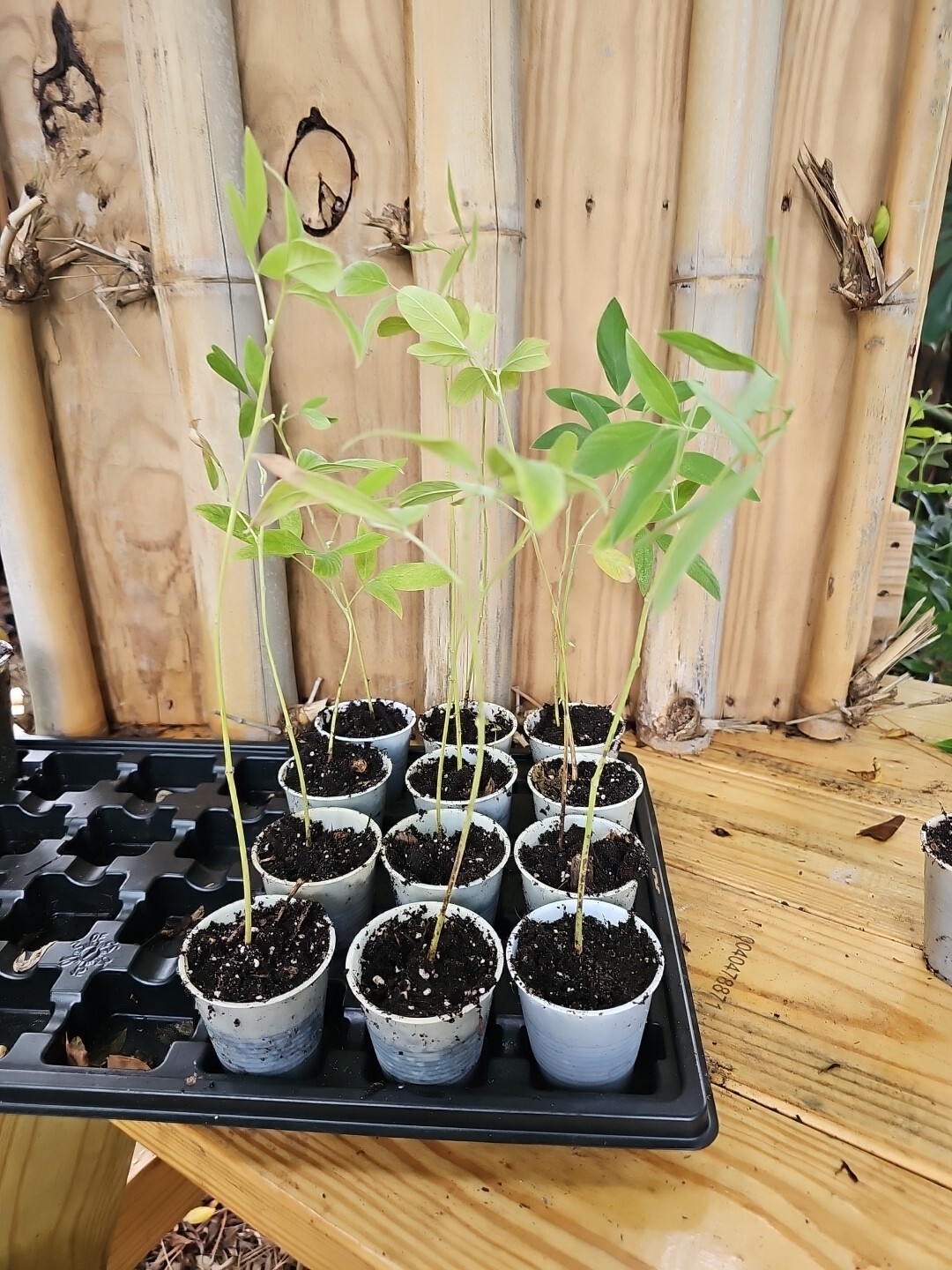 Pigeon Pea Cajanus Cajan Gandules Gandul Rojo starter Plant 2,5″ Pot Organic 8″