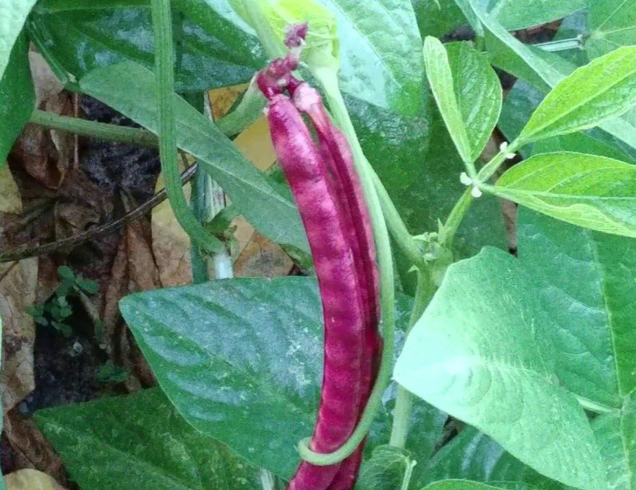 Red Ripper Cowpea Seeds | Southern Cow Pea Bean Cover Crop Vegetable Seed 2024