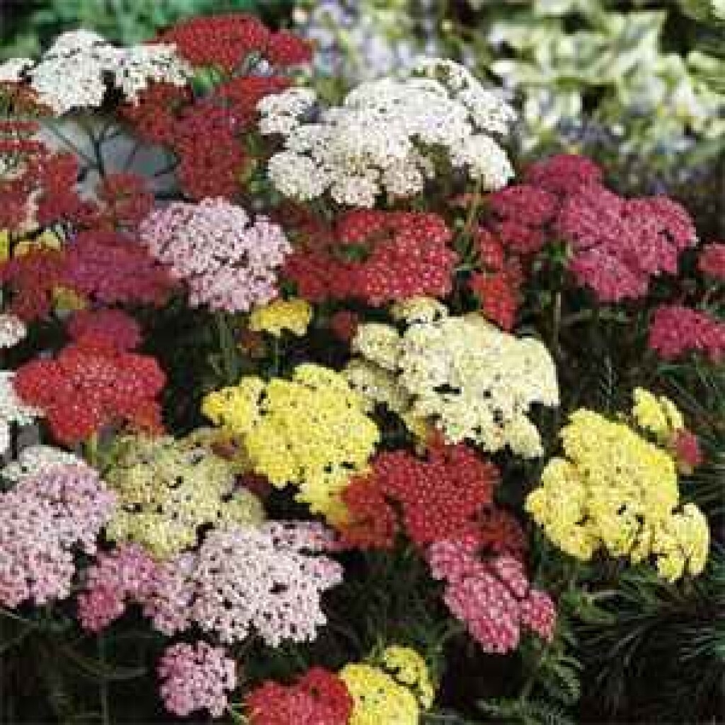 MIX COLOR YARROW SET OF 3 STARTER LIVE BARE ROOT PLANTS HERB PERENNIAL