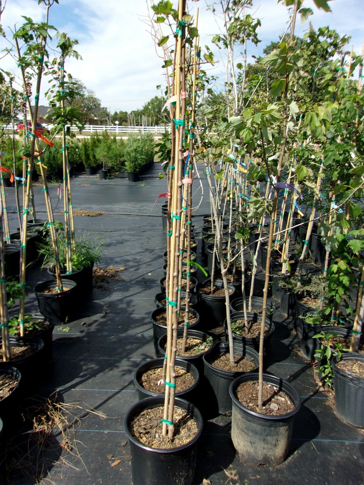 October Glory Red Maple 4′-6′ Trees Very Fast Growing Shade Tree Fall Color Plan