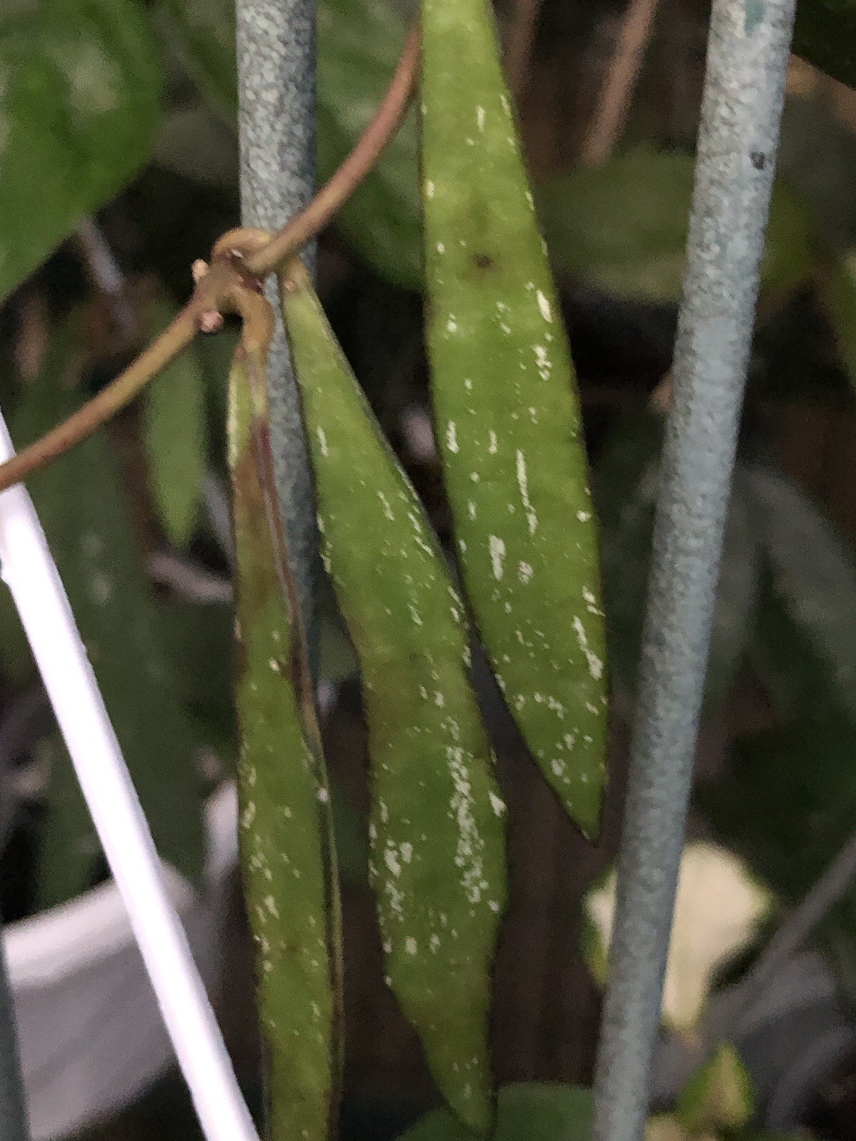 HOYA TANGGAMUS BAMBOO (ROOTED PLANT)