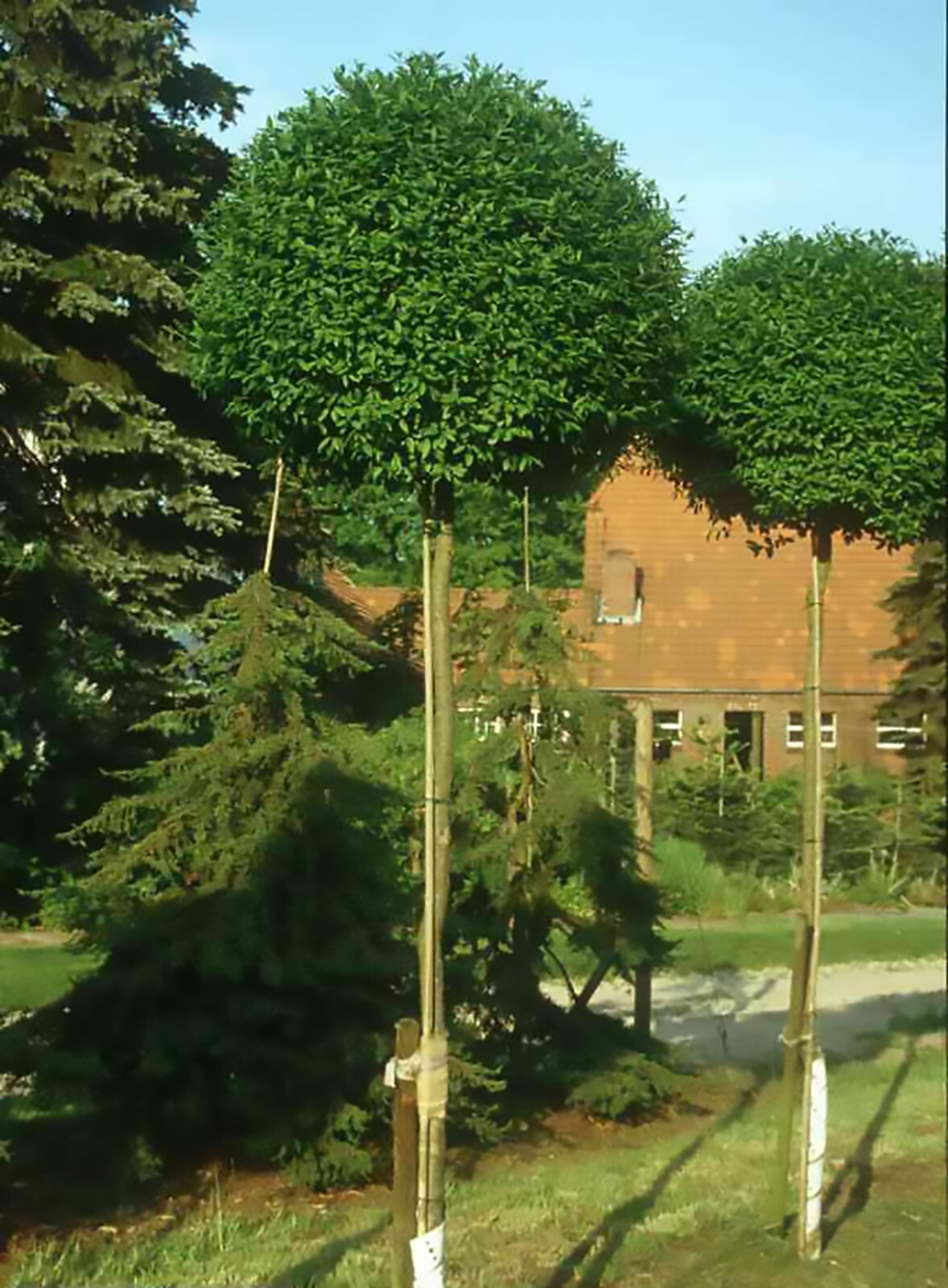 Privet Shrub, Ligustrum vulgare Seeds