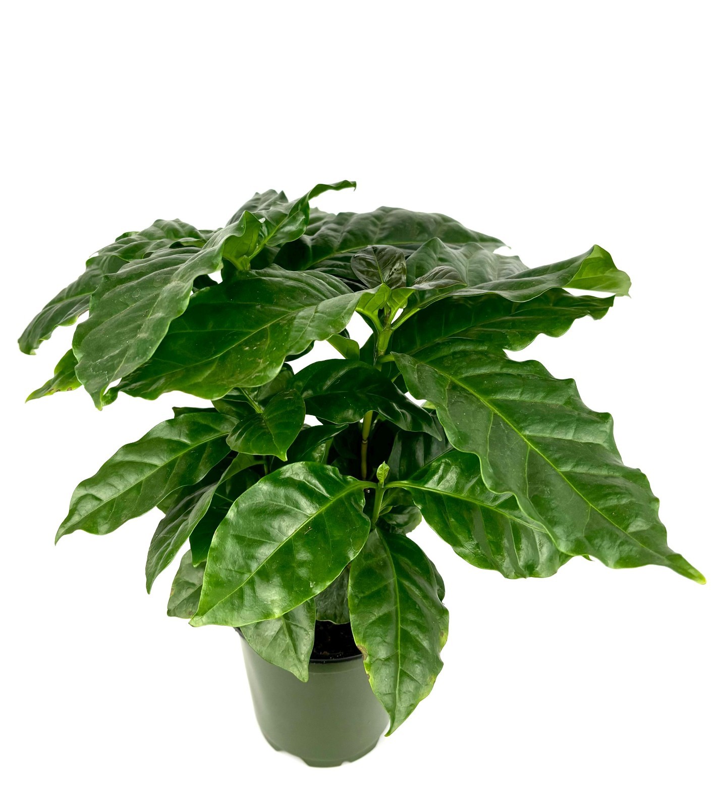 Coffee Plant Coffea Arabica Easy Air Purifying House Plants, 4″ Pot