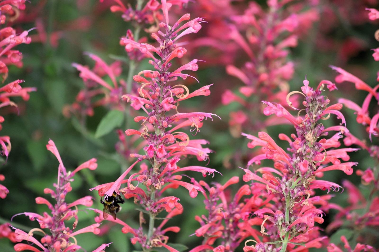 30 RED AGASTACHE ‘HEATHER QUEEN’ Hummingbrid Mint Hyssop Flower Herb Seeds