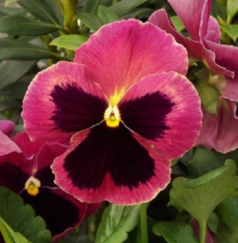 50 Pansy Seeds Delta Premium Rose With Blotch