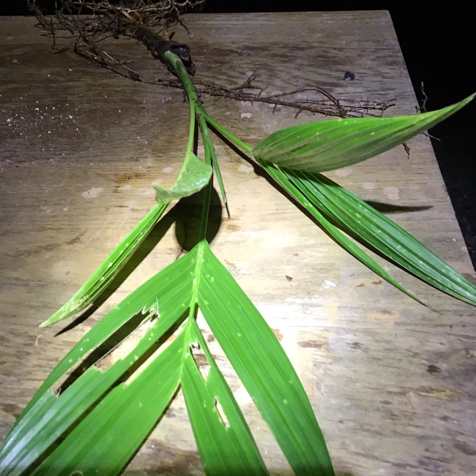 Organic Betelnut Palm Start 12-24” Live Plant Bare Root No Soil Hawaii Grown