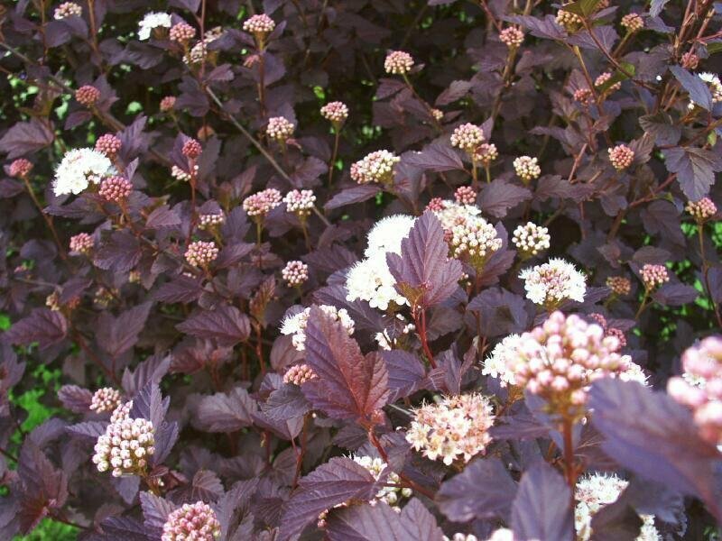 PURPLE LEAF NINEBARK PLANT CUTTINGS SET OF 10 UNROOTED