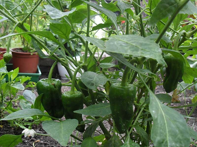 RARE✿ Heirloom Leutschauer Hot Pepper 15 Seeds ● Medium Heat