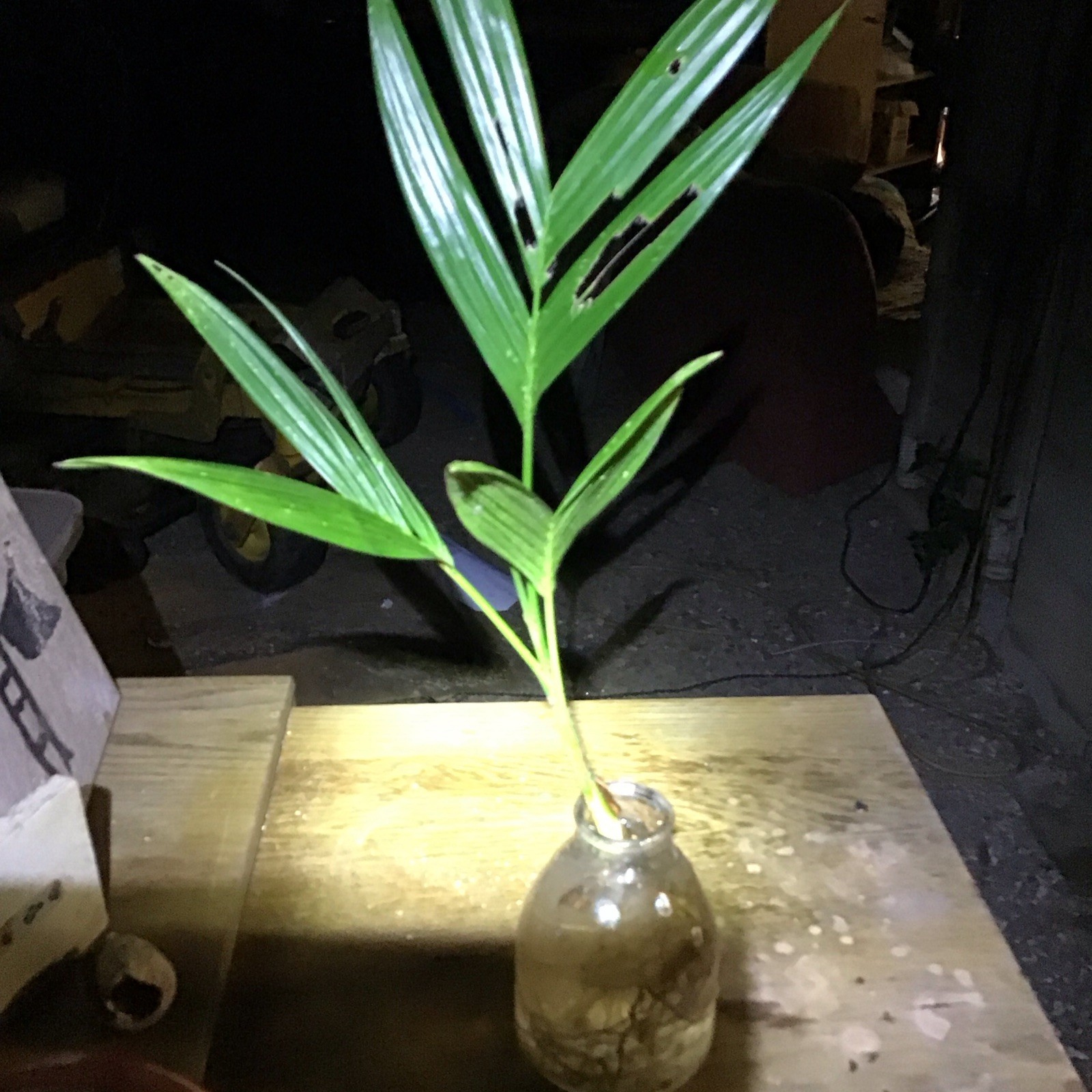 Organic Betelnut Palm Start 12-24” Live Plant Bare Root No Soil Hawaii Grown