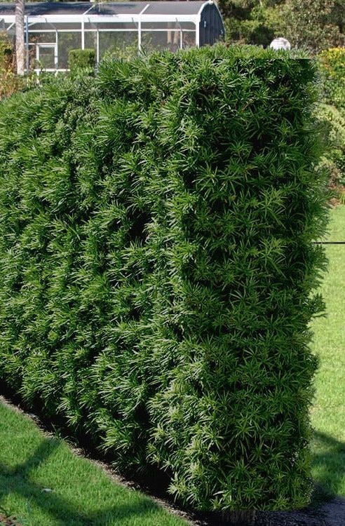 Podocarpus Seedling, 5-10 Seedlings Per Pot, 2 Inches Tall