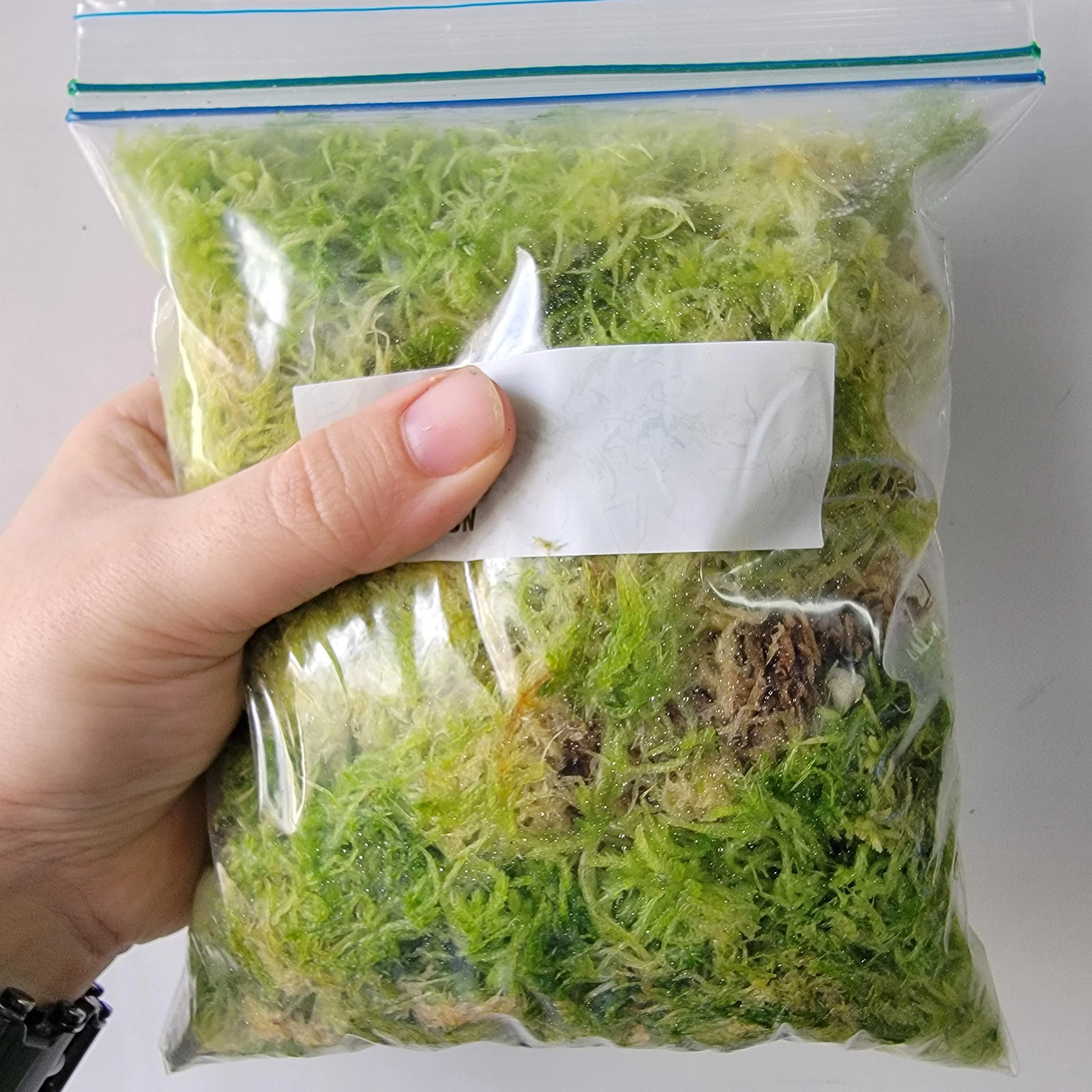 Tropical Sphagnum moss live 1 QT