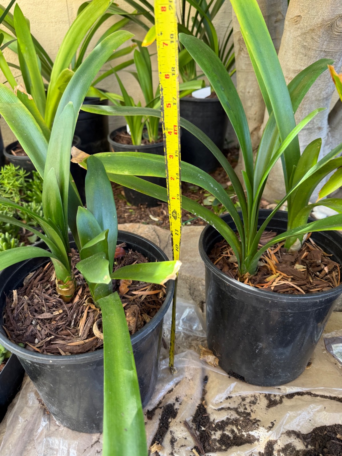 2 Pack /Rooted – Clivia Miniata Plants, Bush Lily, Orange Flowers, 10-13 Leaves