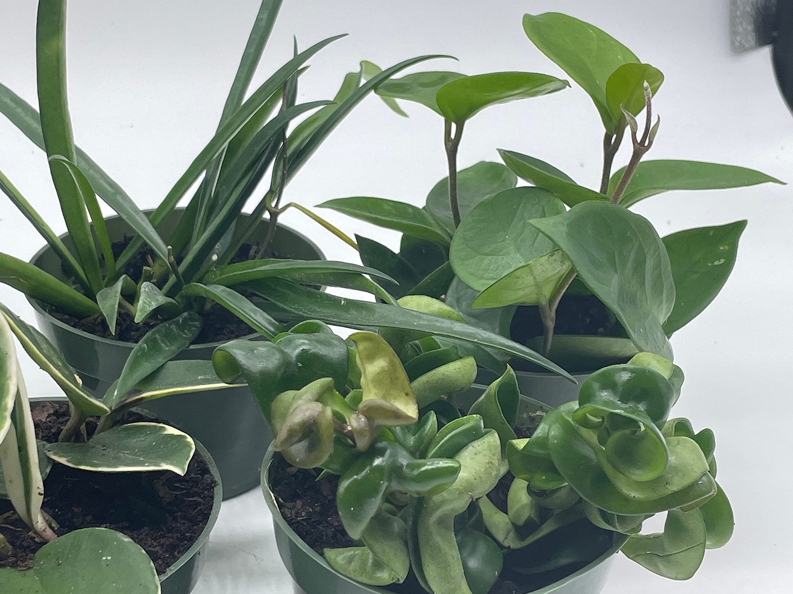 Hoya Assortment Set, Hindu Rope, Krimson Queen, Ketiana, Chelsea, Australis, Lis