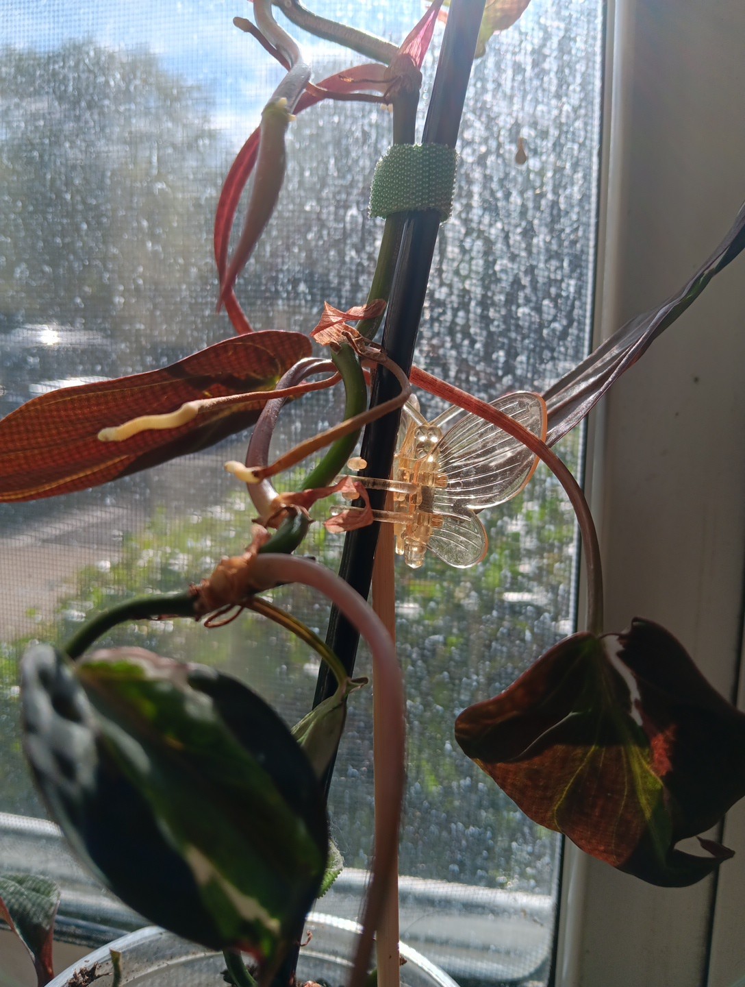 Philodendron Micans Variegated “Velvet Halo” Cutting W Nodes Un Rooted See Mom
