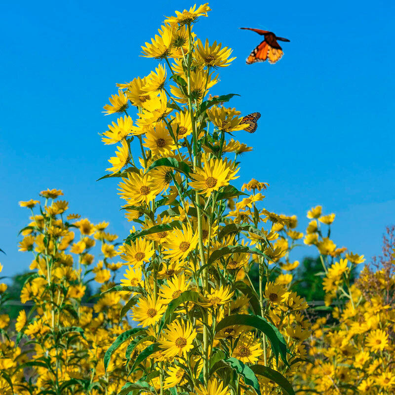 Sunflower Seeds MAXIMILIAN Perennial Flowers Butterflies, FREE SHIPPING