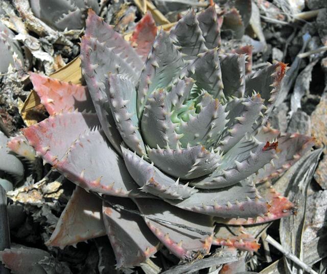Aloe brevifolia | Short-Leaved Aloe | 10 Seeds