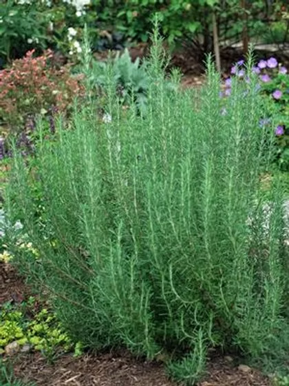 Arp Rosemary Plant Cold-Hardy Herb for Cooking and Gardens (4” Pot)