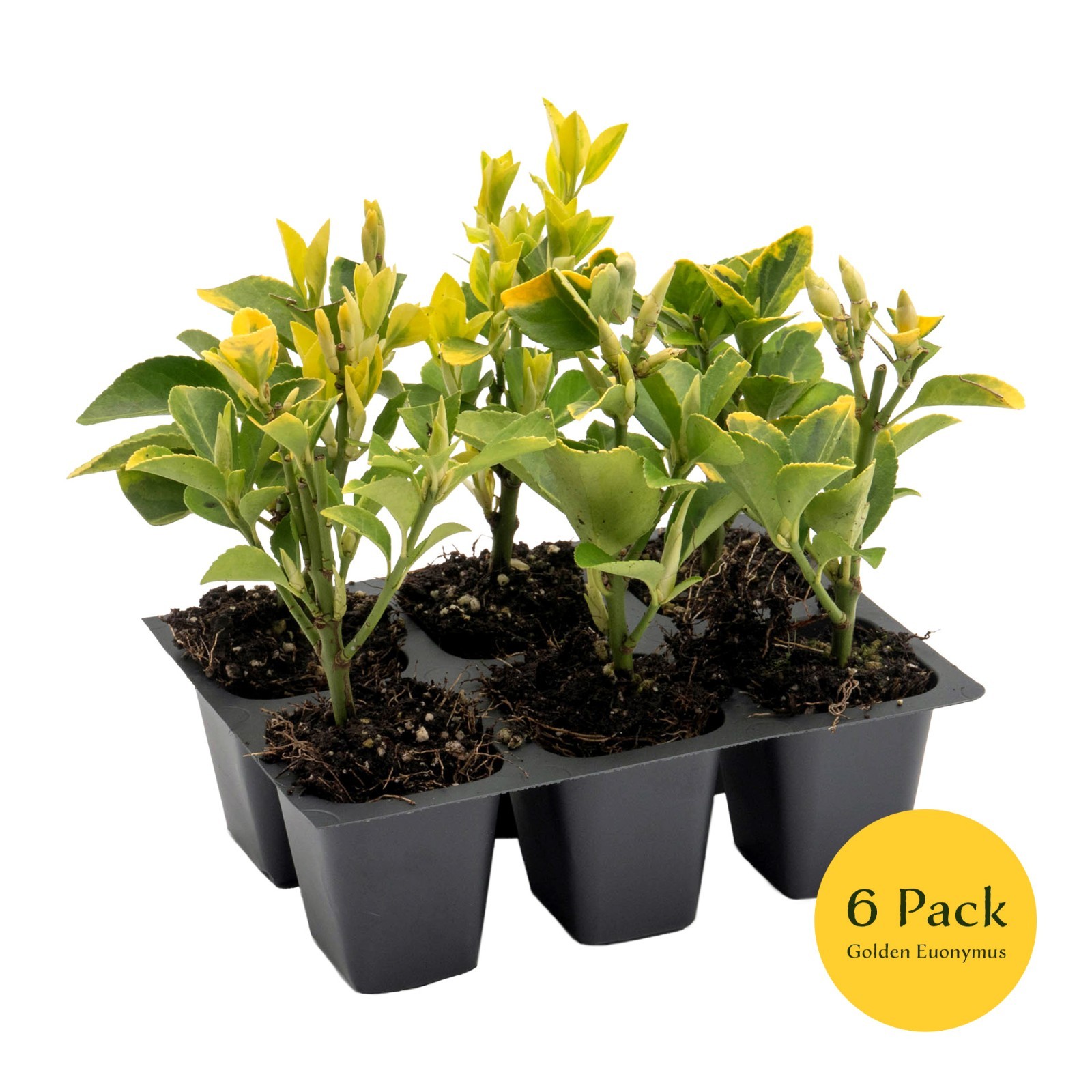 Golden Euonymus, Live Plants in 2.5″ Nursery Cubes, Japonica ‘Aureo-Marginatus’