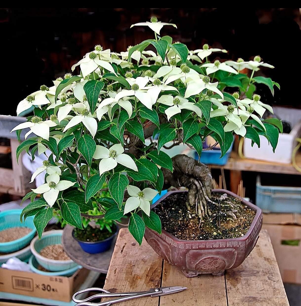 Dogwood Bonsai Seeds | 10pk 95% Germination W Instructions (Flowering)