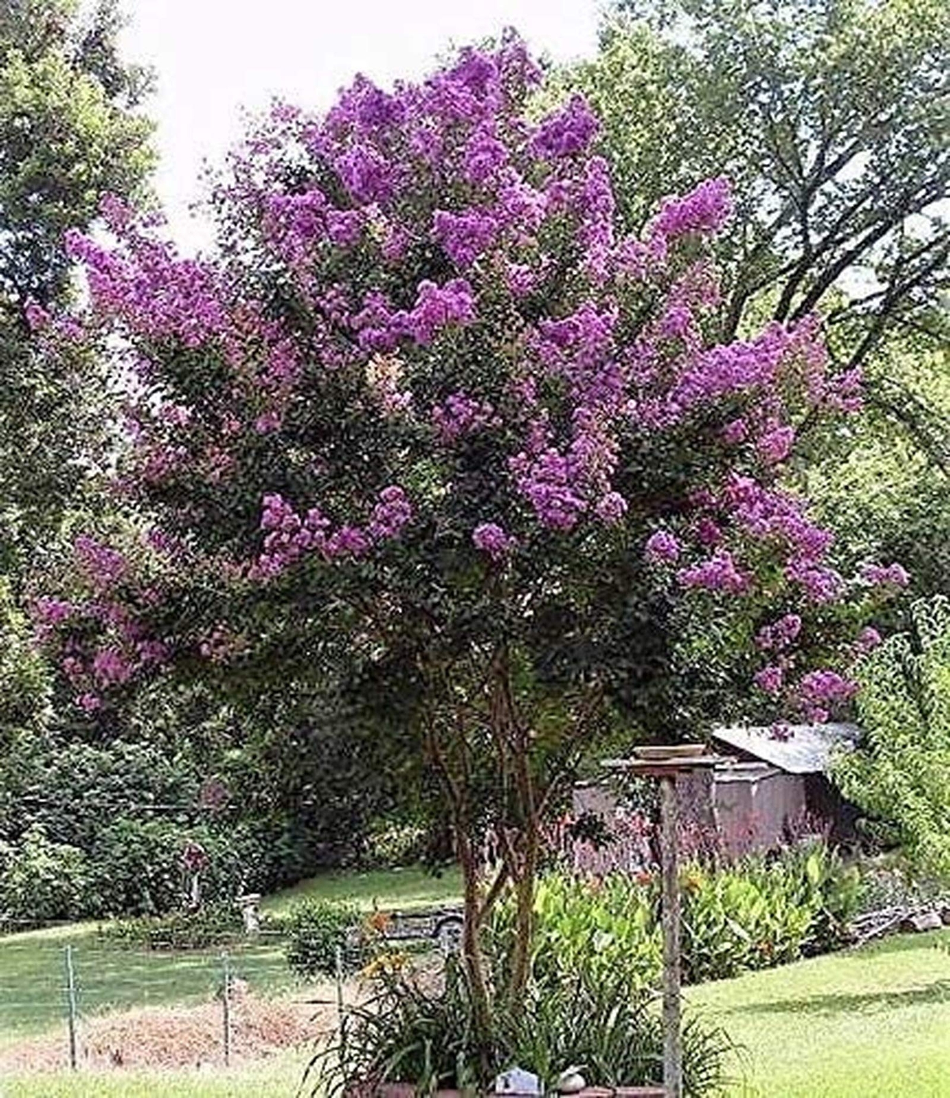 HOT!! – 50 Mixed Crepe Myrtle Lagerstroemia Tree Shrub Crape Red Pink Purple Flo