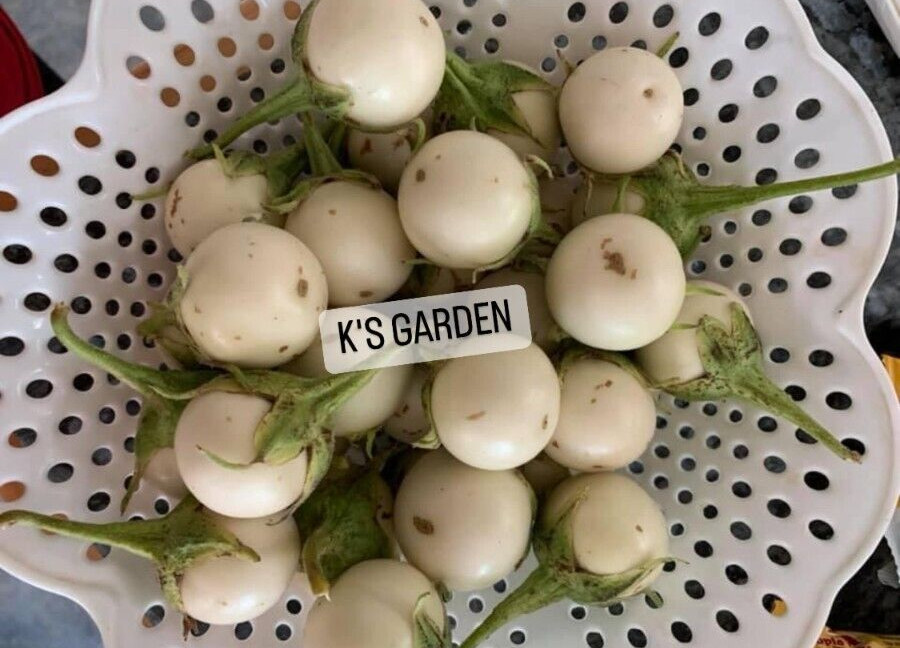 100+PCS WHITE ROUND EGGPLANT SEEDS, CÀ PHÁO TRẮNG
