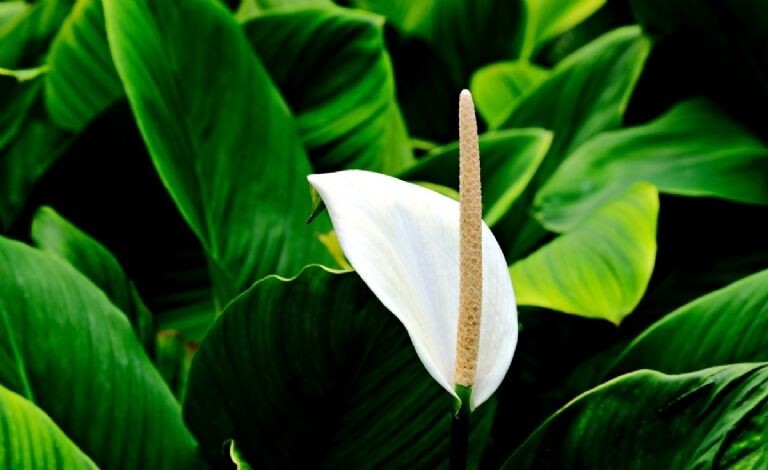 LIVE Bare cut : WHITE Anthurium Exotic Tropical Andraeanum year round flowering