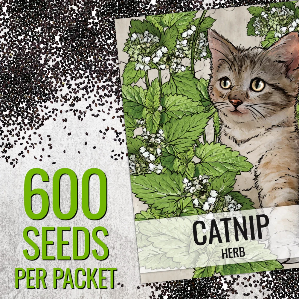 Catnip Herb Seeds For Planting (Nepeta cataria)
