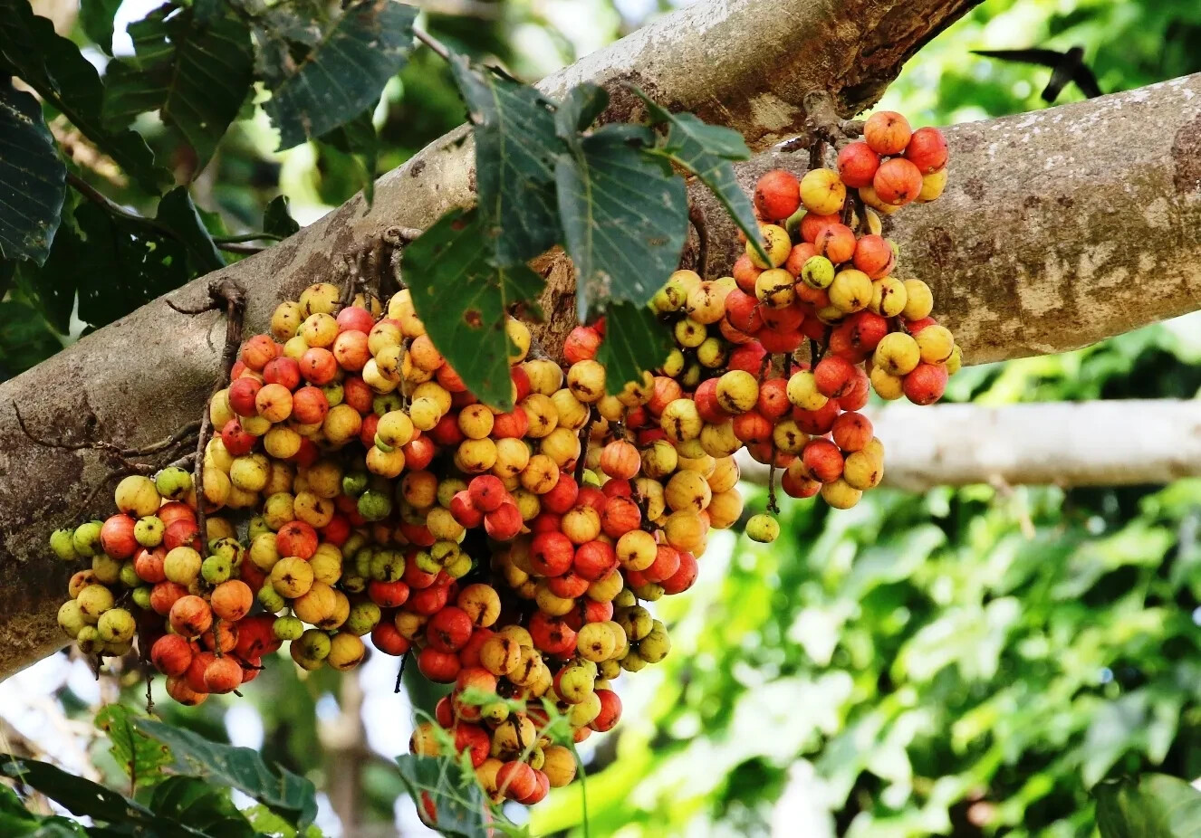 10 Ficus Racemosa Cluster Fig Seeds Ultra Unique Exotic!