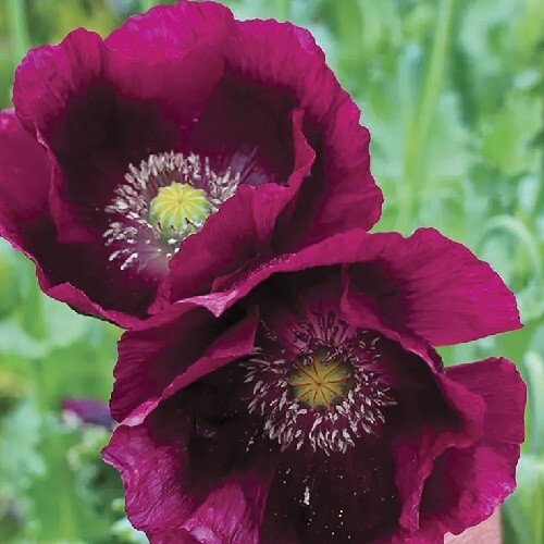 10,000 Organic Heirloom Lauren’s Grape Untreated Papever Somniferum Poppy Seeds