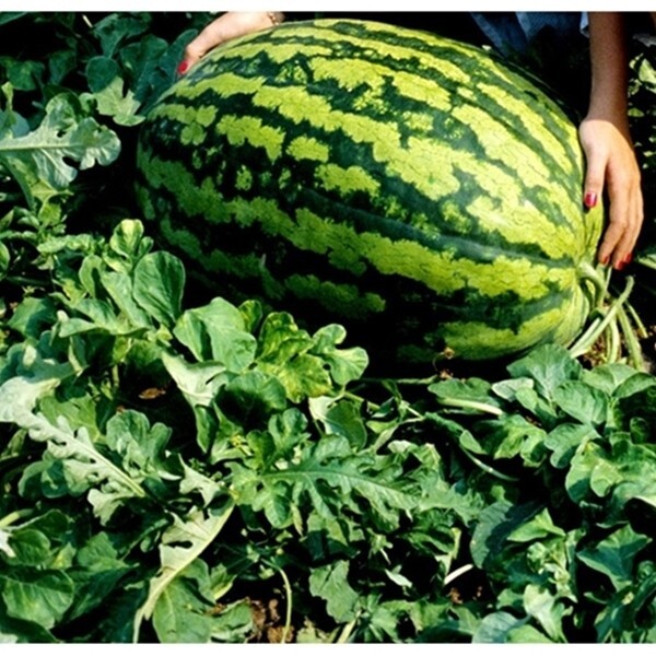 COLLARDS -2500 Vates NON-GMO Heirloom Seeds. Prepare for your FALL CROP !