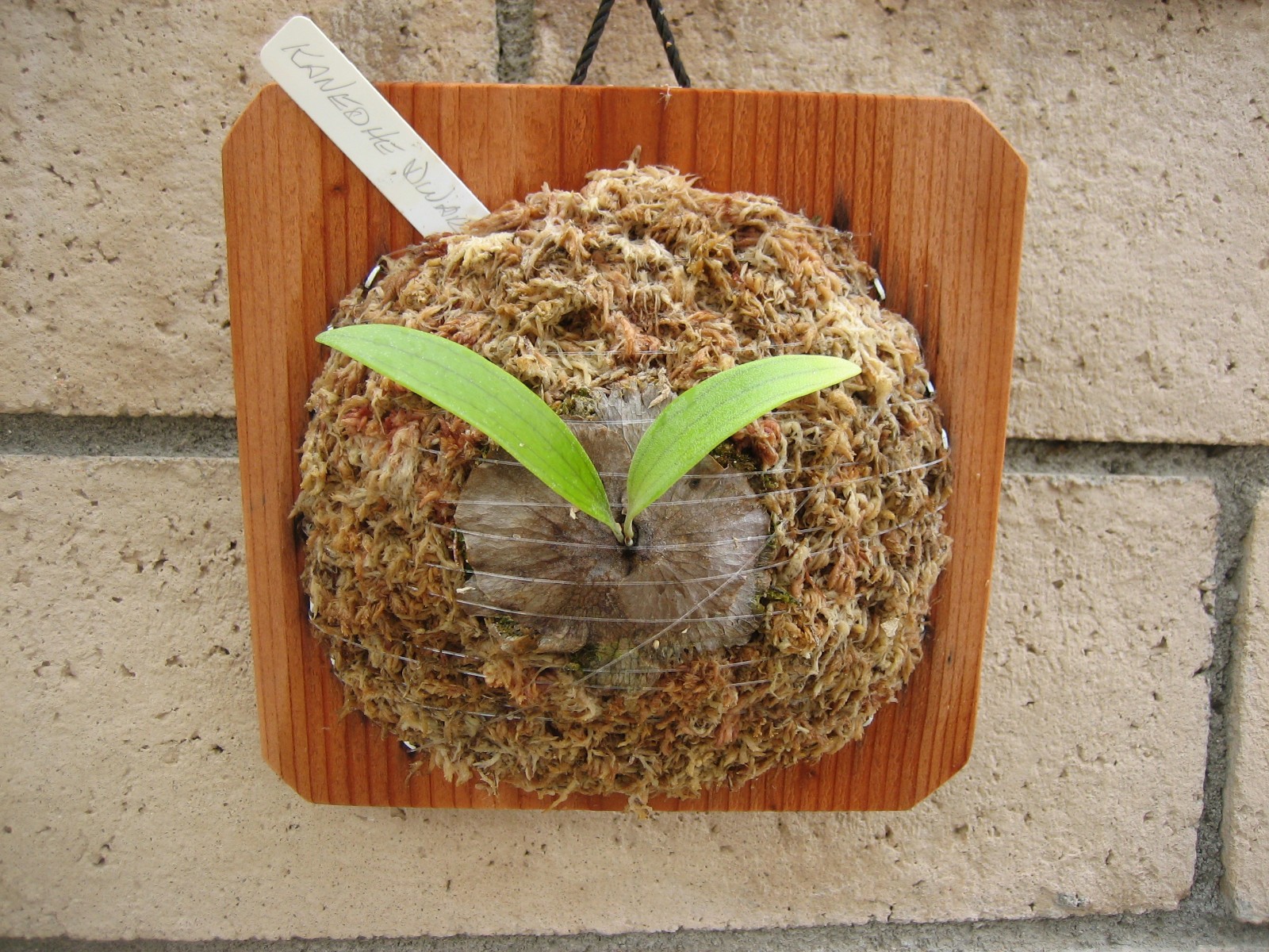 Staghorn Fern – Kaneohe Dwarf – Platycerium