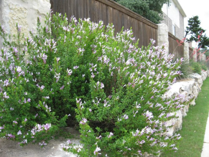 Mexican Oregano Live Plant – 4 Inch Pot – Fully Rooted Culinary Perennial Herb