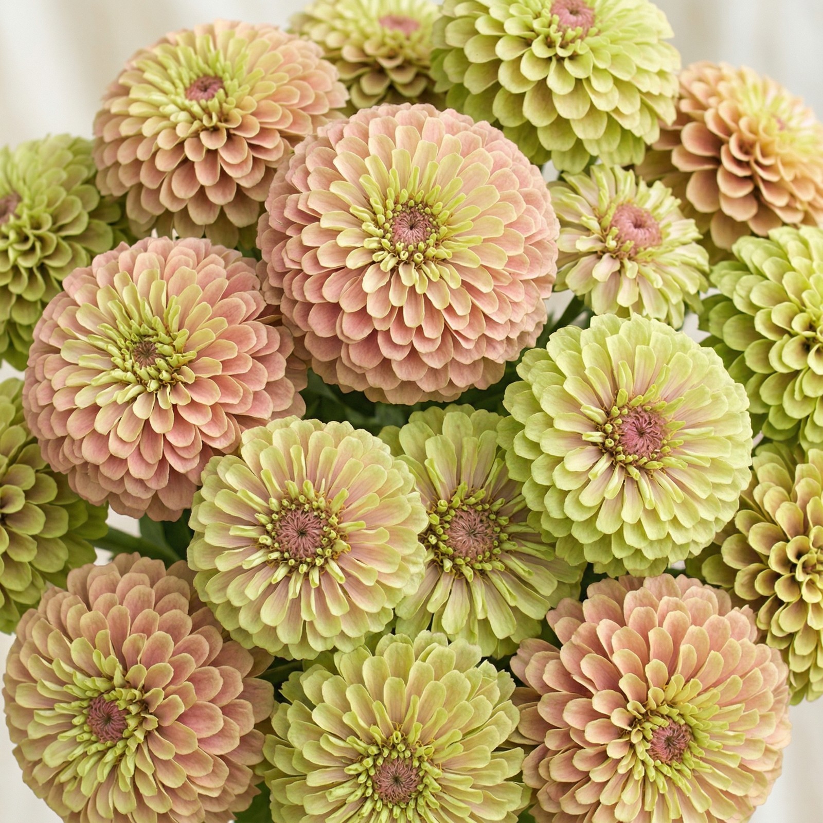 Zinnia QUEENY LIME with Blush Cut Flower Garden Elegant Blooms Heirloom 25 Seeds