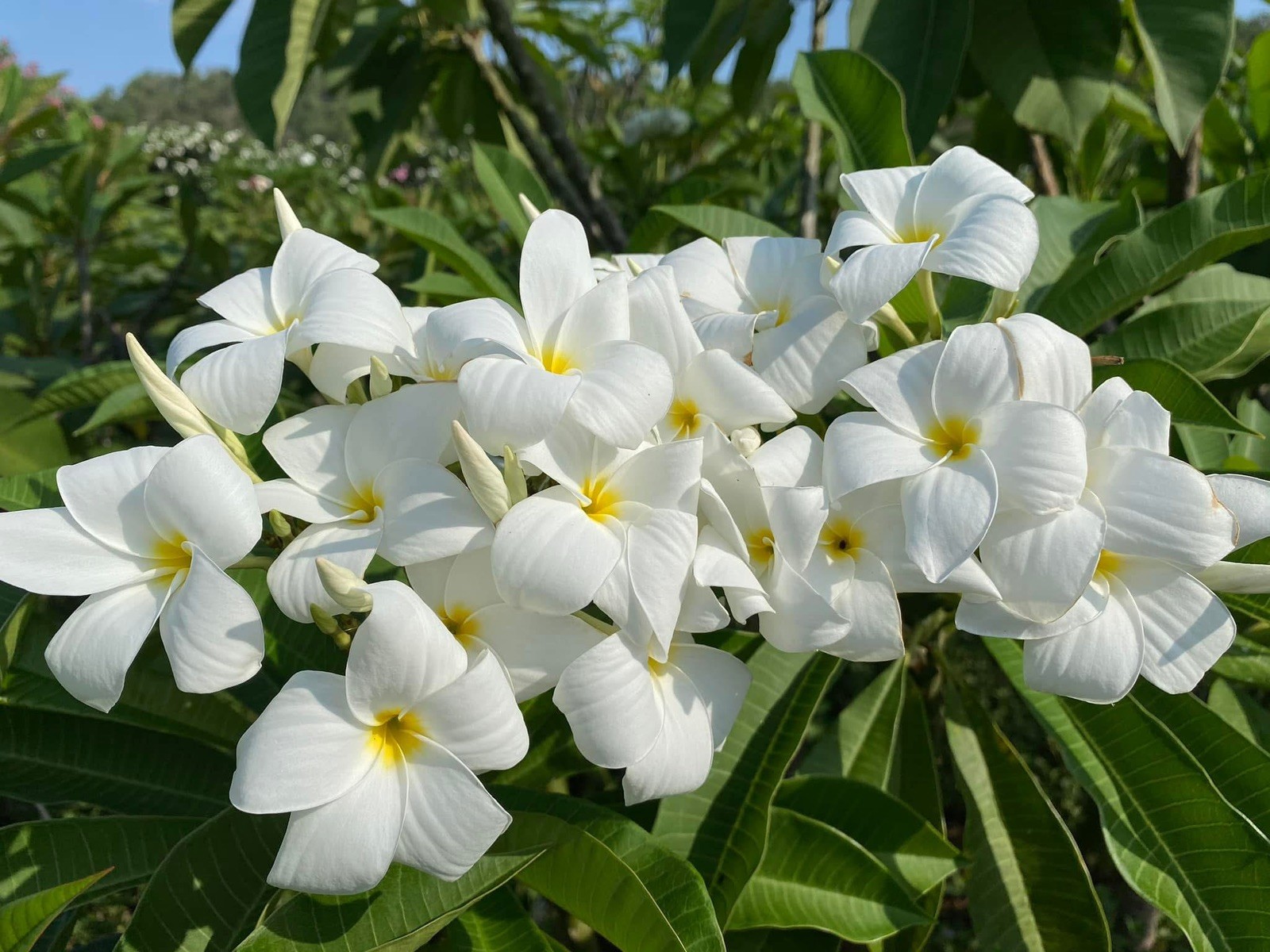 Mixed Thai Seeds bulk (Plumeria Kingdom)