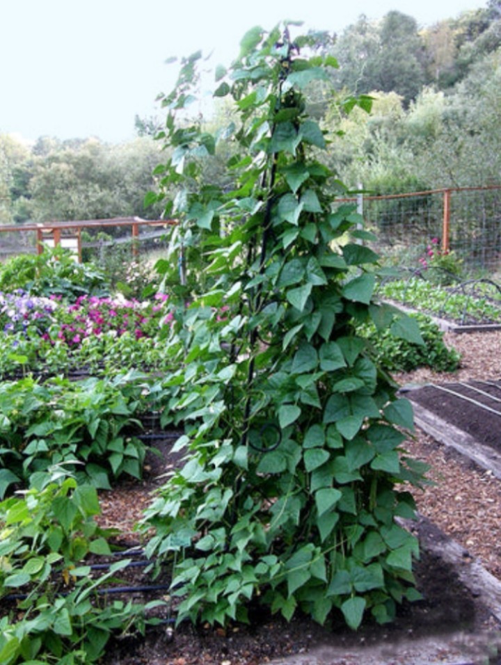 20 Organic Kentucky Wonder Pole Bean Seeds/ Non-GMO/Heirloom- With Bonus!