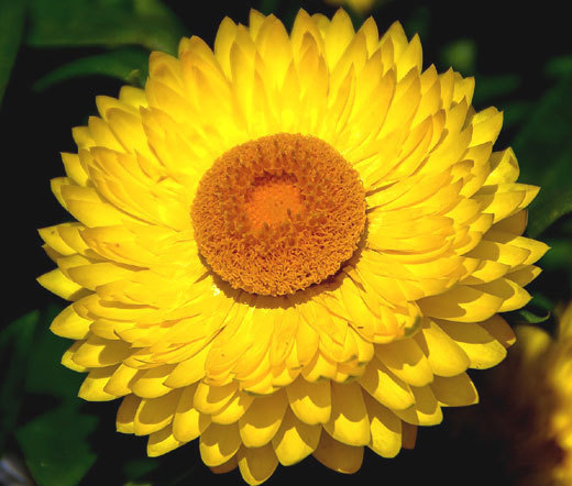 STRAWFLOWER MIXED COLORS Helichrysum Monstrosum – 1,000 Bulk Seeds