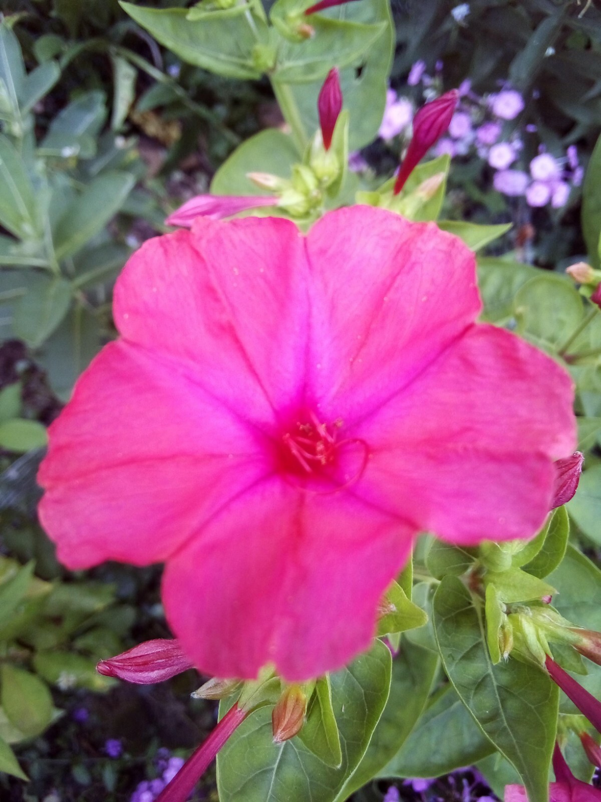 30 RED & 30 WHITE FOUR O’ CLOCK MIRABILIS JALAPA SEEDS