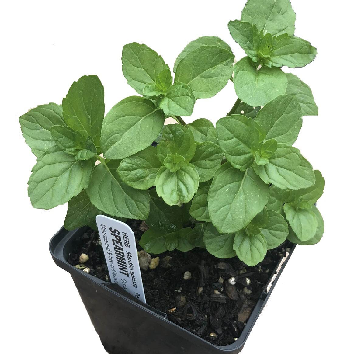 Organic Mint Plant, Spearmint Plant, (Mentha spicata) in 2.5-inch Pot –