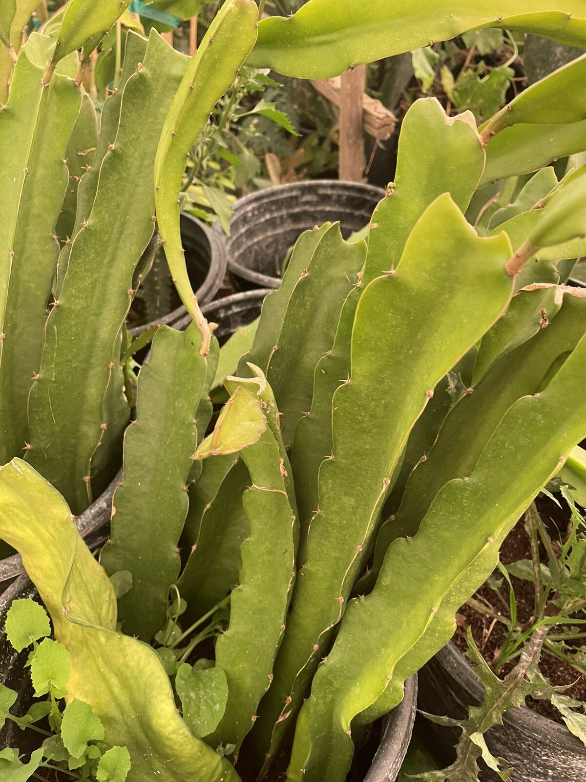 Mature cuttings of “BLACK AFRICANIS” 14-18 inch long!